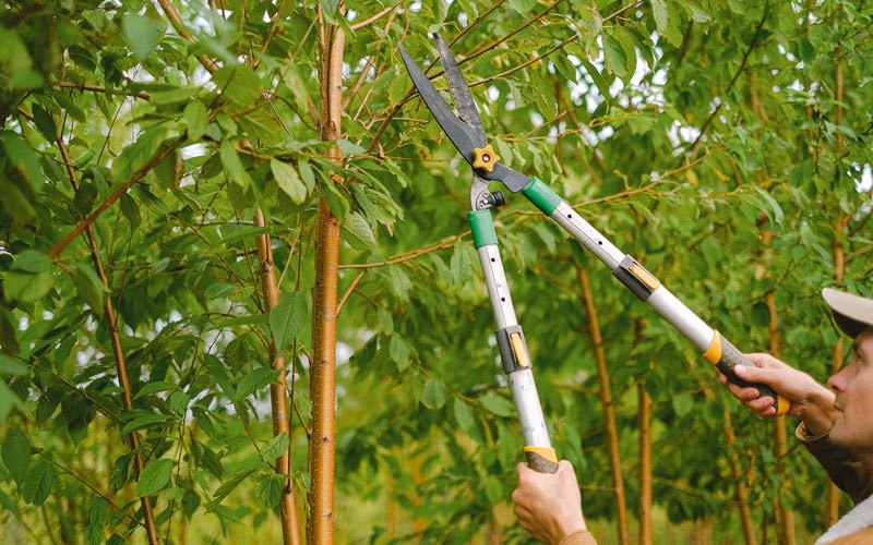 Tree trimming in Auburn, WV