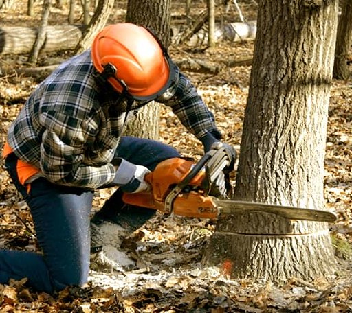 Tree Removal in Auburn, WV